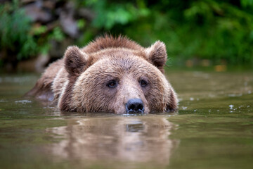 Fototapeta na wymiar Wild Brown Bear on pond in the summer forest. Animal in natural habitat. Wildlife scene
