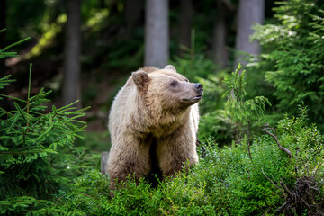 Wild Brown Bear in the summer forest. Animal in natural habitat. Wildlife scene