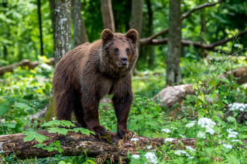 Fototapeta premium Wild Brown Bear in the summer forest. Animal in natural habitat. Wildlife scene