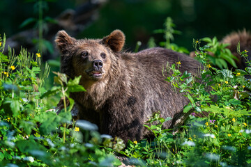 Fototapete bei efototapeten.de bestellen   