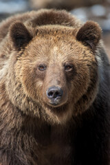 Fototapeta na wymiar Wild adult Brown Bear (Ursus Arctos) in the spring forest