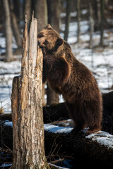 Wild adult Brown Bear (Ursus Arctos) in the spring forest