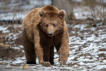 Wild adult Brown Bear (Ursus Arctos) in the spring forest