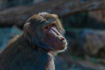 Close-up portrait of a baboon