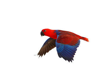 Colorful Eclectus parrot flying isolated on transparent background png file	