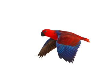 Colorful Eclectus parrot flying isolated on transparent background png file	