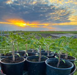 Tomato seedlings grow in seedling cups. Soon it will be planted in open ground.