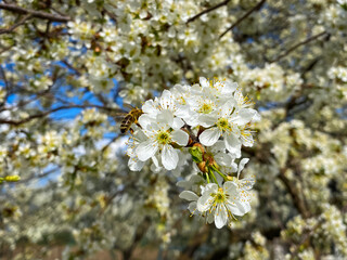 Obraz premium The bee lands delicately on the blossom, its tiny body covered in pollen, the bee plays a vital role in the pollination process, ensuring that the cherry tree will bear fruit in the coming season