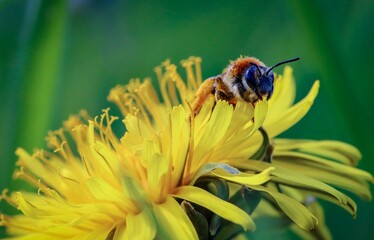macro of a bee on a yellow flower