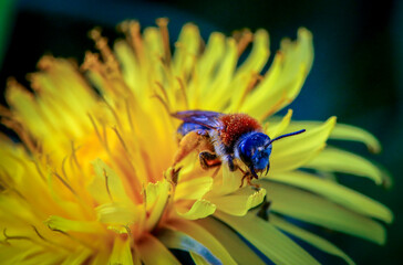 bee in a closeup on a yellow flower