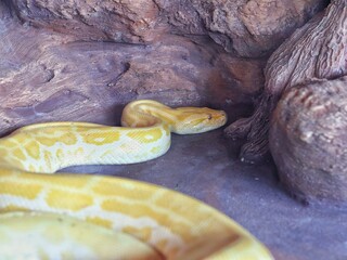 close up of a python