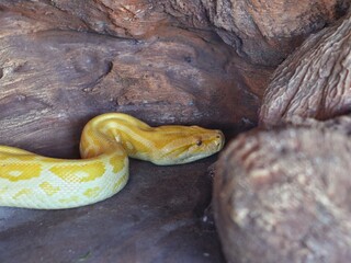 close up of a snake