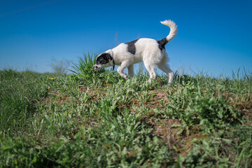 Obraz premium A beautiful non-breed dog on a walk in the field.