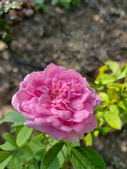 pink rose bush