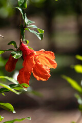 Red flowers and buds of a flowering pomegranate tree close-up among green foliage on a blurred background