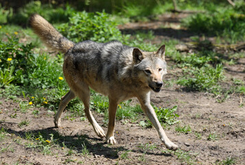 Grauer Wolf (Canis lupus) auf  Waldlichtung