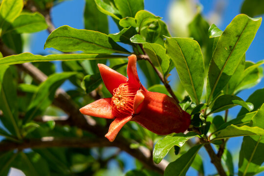 Red flowers and buds of a flowering pomegranate tree close-up among green foliage on a blurred background