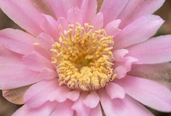 The detail of pink flower of Gymnocalycium cactus while blooming. Inside the part of the flower that has petals are the parts which produce pollen and seeds.