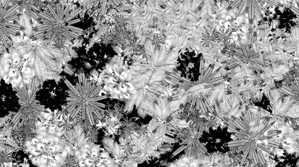 jungle view from above, sketch, outline illustration, cg render