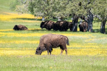 American bison or buffalo in the meadow at a ranch in California with yellow wildflowers