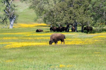 buffalo grazing in the field of yellow flowers in a ranch in California near Santa Margarita