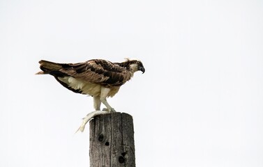 Osprey perched on top of a post feedings on a fish in Malibu Lagoon, California