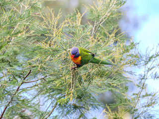 Hanging Onto Wattle Tree