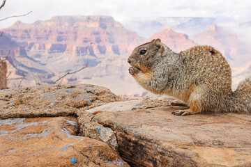 Squirrel eating nuts at the Grand Canyon National Park