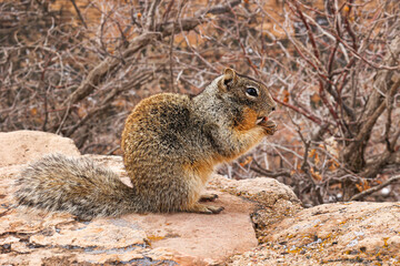 Cute squirrel in winter eating nuts at the Grand Canyon National Park