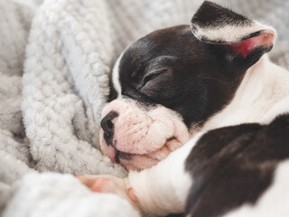 Cute puppy lying on the bed in the living room. Clear, sunny day. Close-up, indoors. Studio photo. Day light. Concept of care, education, obedience training and raising pets