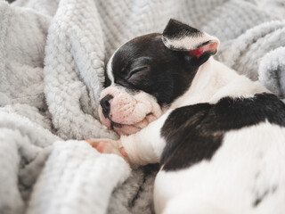 Cute puppy lying on the bed in the living room. Clear, sunny day. Close-up, indoors. Studio photo. Day light. Concept of care, education, obedience training and raising pets