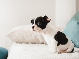 Cute puppy sitting on the bed in the living room. Clear, sunny day. Closeup, indoors. Studio photo. Day light. Concept of care, education, obedience training and raising pets
