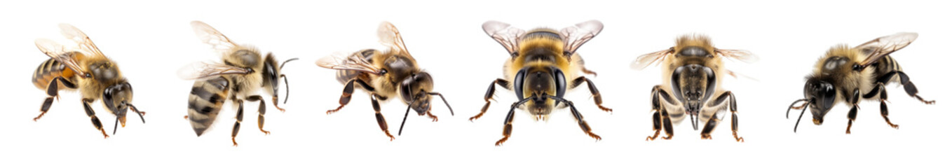 Generative AI illustration of wild striped bees with transparent wings placed in row from different sides isolated on white background - 598195005