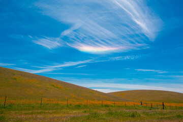 Obraz premium California Golden Orange and wild yellow flowers during a wildflower superbloom near Carrizo Plain National Monument, California USA