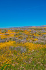 Fototapeta premium California Golden Orange and wild yellow flowers during a wildflower superbloom near Carrizo Plain National Monument, California USA
