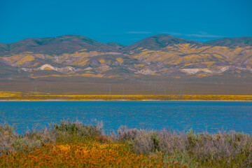 Obraz premium California Golden Orange and wild yellow flowers during a wildflower superbloom near Carrizo Plain National Monument, California USA