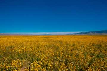 Obraz premium California Golden Orange and wild yellow flowers during a wildflower superbloom near Carrizo Plain National Monument, California USA