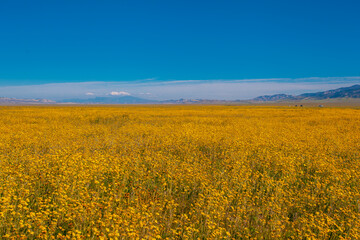 California Golden Orange and wild yellow flowers during a wildflower superbloom near Carrizo Plain National Monument, California USA