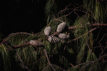 Pine cones on black background