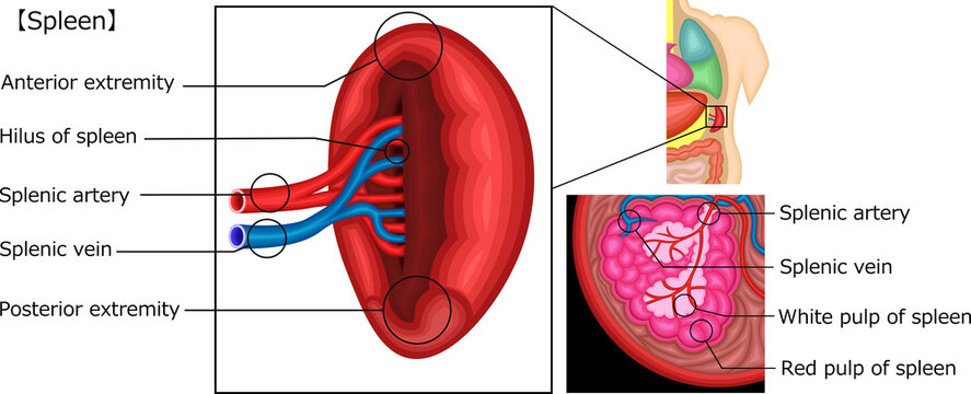 Spleen Inverted Splenic Vein Anatomy