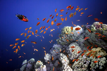 Photo of a coral colony on a reef top, Red Sea, Egypt