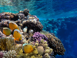 Photo of a coral colony on a reef top, Red Sea, Egypt