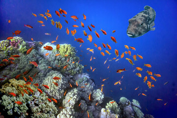 Photo of a coral colony on a reef top, Red Sea, Egypt