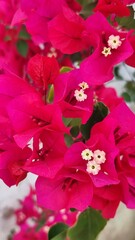 red bougainvillea, flowers on bush, botanical view, plant, biology, nature 