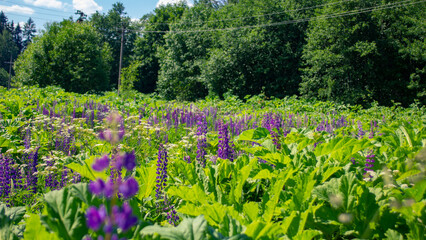 Purple flowers in green grass