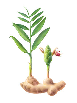 Sprouting ginger root and grown ginger plant with leaves and flowers hand drawn pencil illustration isolated on white