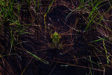 Green frog in a black swamp, top view