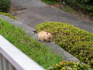 道路沿いの茂みに住み着く猫