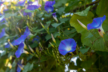 Beautiful flowerbed with many bright violet petunia