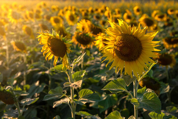 beautiful sunflowers in the sunset